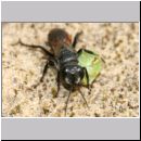 Astata boops - Wanzengrabwespe 20a beim Nesteintrag.jpg